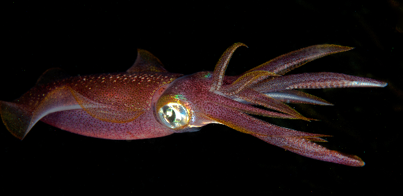 העיניים הגדולות של הדיונון לא רק מאפשרות לו לראות היטב באור חלש, אלא גם להבחין באור מקוטב ולזהות את הפלנקטון השקופים | צילום: Konstantin Novikov, Shutterstock