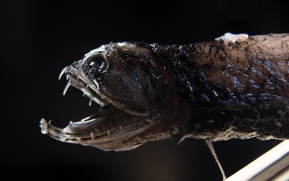 שיני דג הדרקון | צילום: David Baillot/UC San Diego Jacobs School of Engineering