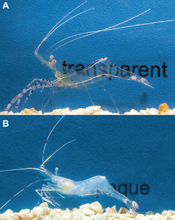 החסילון השקוף במצב שקוף ובמצב לבן | צילומים מתוך מאמר המחקר