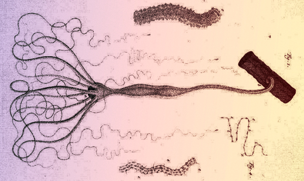  ויקיפדיה, נחלת הכלל