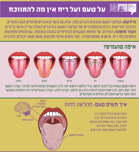 **אינפוגרפיקה: איך חשים טעם