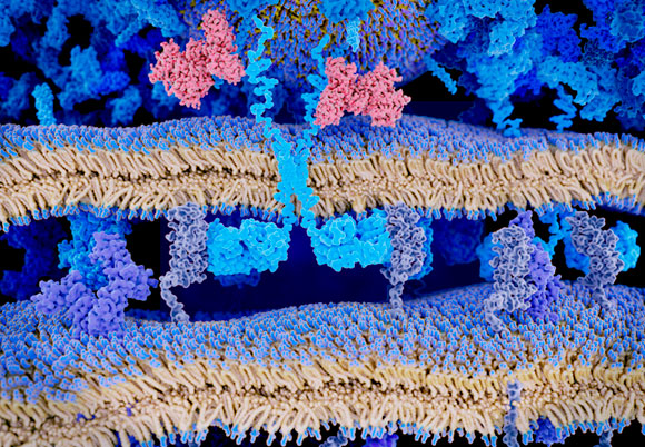 קולטן מהונדס (כחול בהיר) על פני תא CAR-T. אילוסטרציה | צילום: Juan Gaertner / Science Photo Library