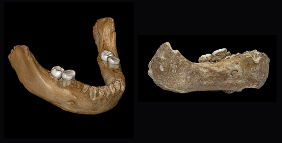 המאובן ושחזור דיגיטלי של הלסת השלמה. תמונות: דונג-ז'ו ז'אנג וז'אן ז'אק הובלן