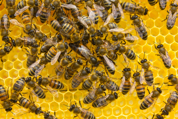 דבורים בכוורת | Shutterstock, Lehrer