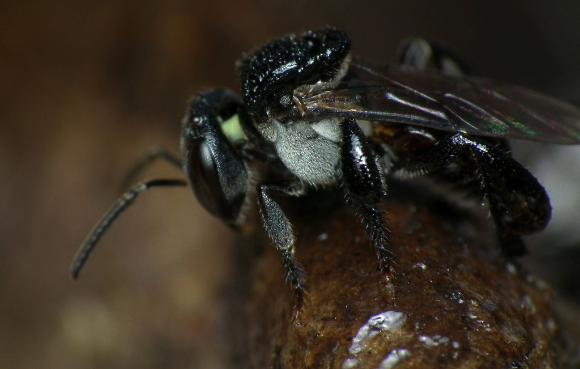 דבורה אוסטרלית מהמין Tetragonula carbonaria