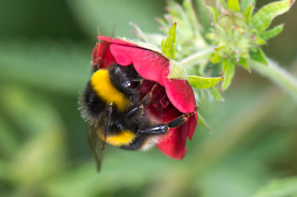דבורת בומבוס | Nigel Cattlin, Science Source, Science Photo Library