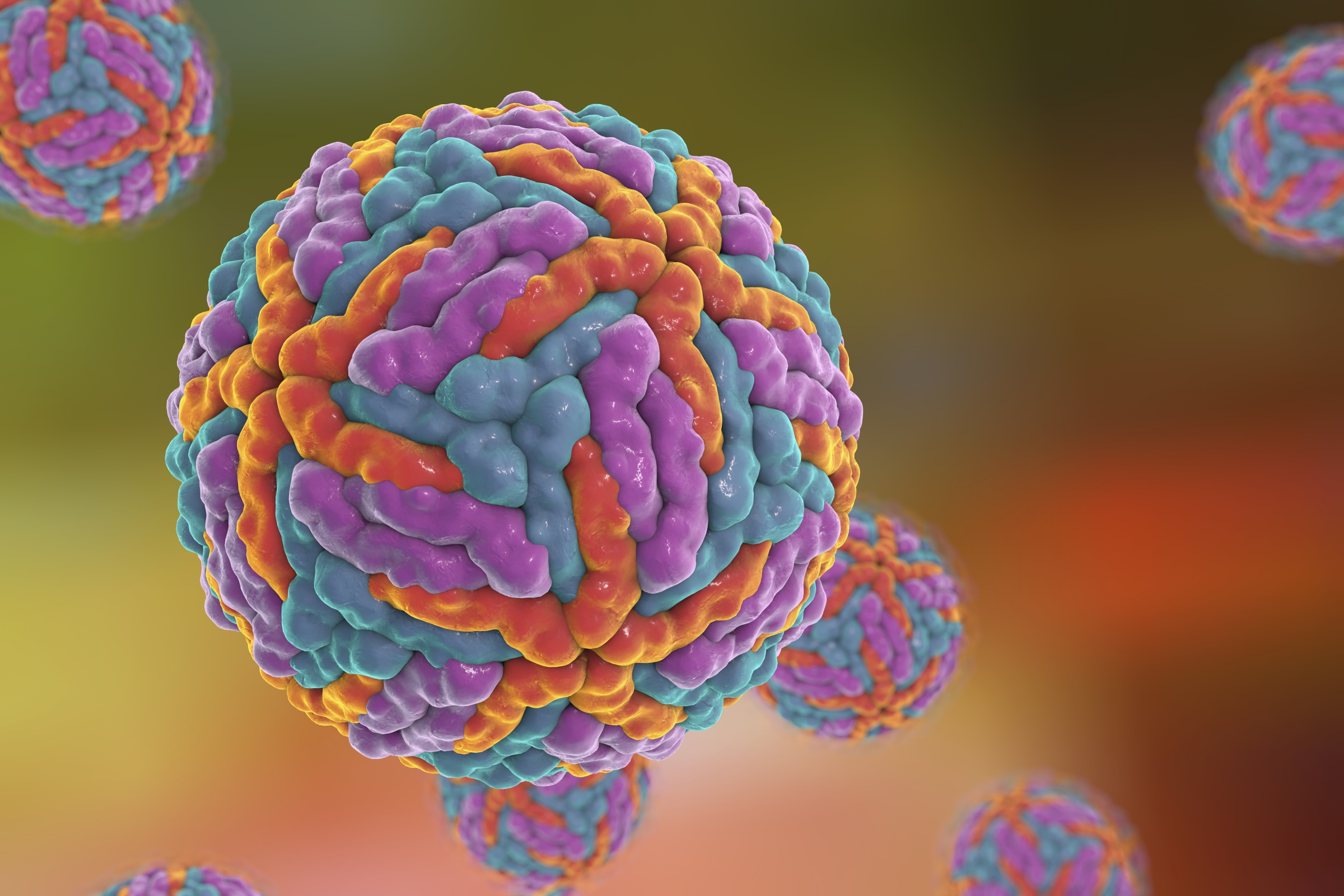 המולקולה מעכבת חלבון המשכפת את החומר התורשתי של הווירוס. נגיף דנגי | הדמיה: Science Photo Library