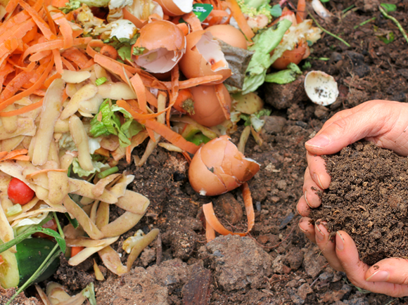 כלכלה מעגלית מבוססת על מיחזור. שימוש בקליפות תפוחי אדמה לייצור דשן אורגני, או קומפוסט | צילום: Marina Lohrbach, Shutterstock