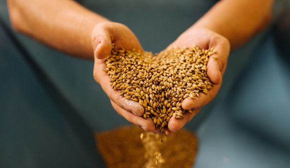 אדם מחזיק גרעיני שעורה מעל המגרס