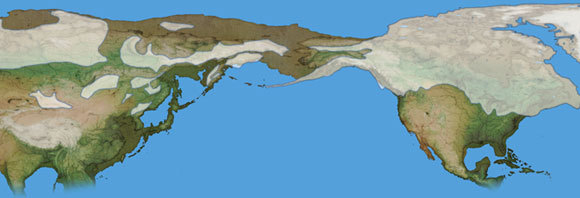 שטח אדמה נרחב למדי שחיבר בין היבשות, והיה מכוסה ערבות עשב. מפה של ברינגיה, צפון אמריקה מימין ואסיה משמאל | Mikkel Juul Jensen, SPL