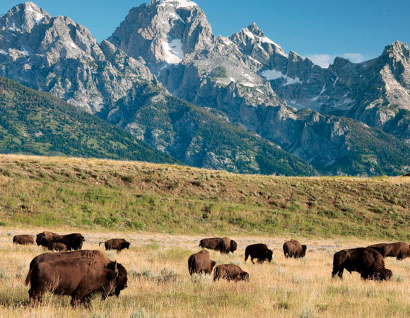 עדר ביזונים בפארק הלאומי גרנד טיטון, ארצות הברית | Bob Gibbons, SPL