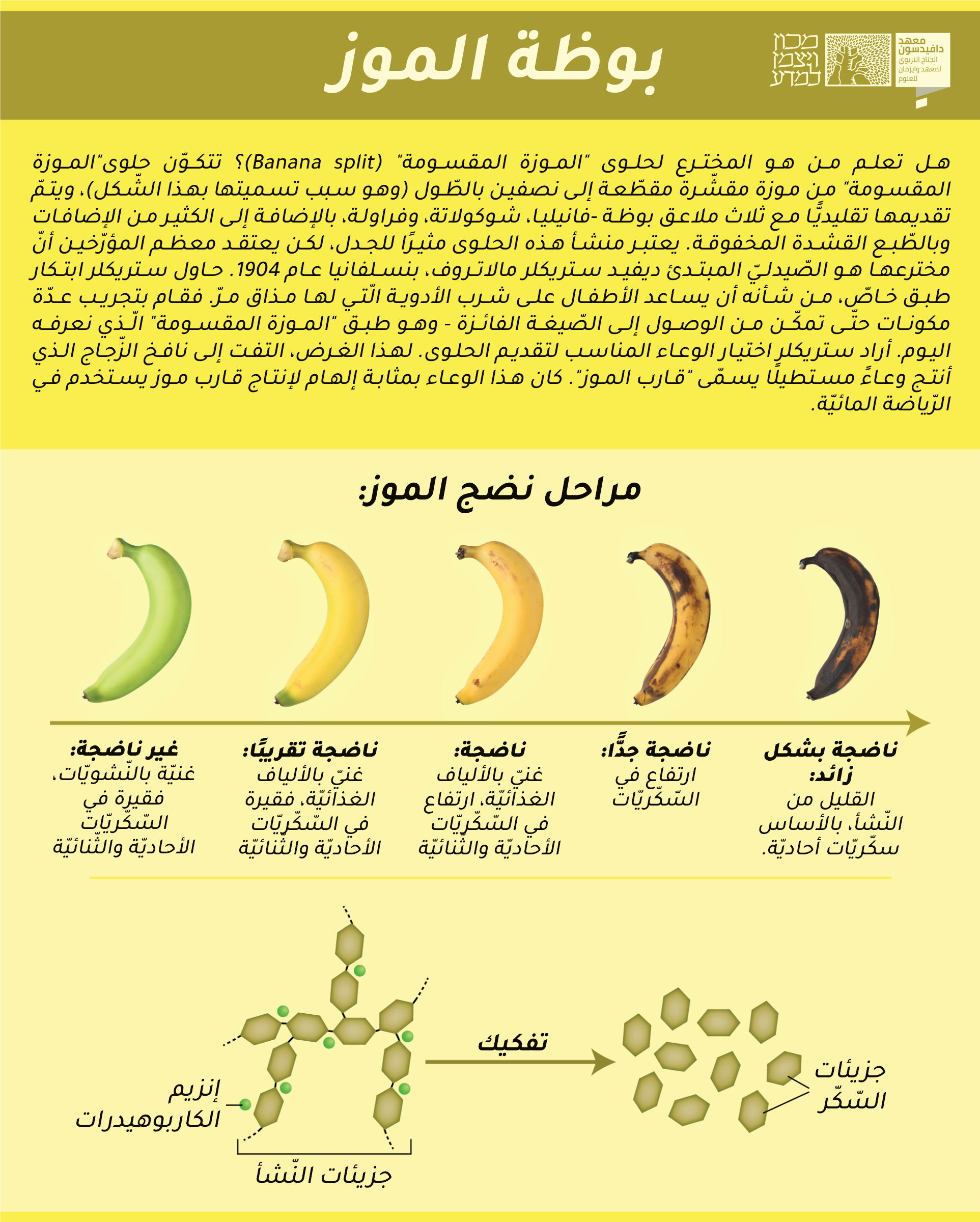 אינפוגרפיקה