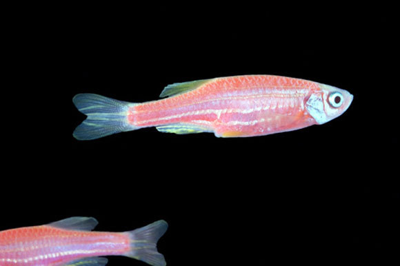 דג זברה מהונדס גנטית | מקור: Edward Kinsman, Science Photo Library