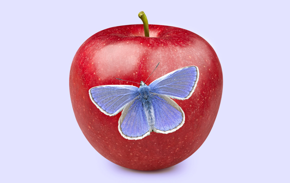 מנגנונים שונים לגמרי. פרפר כחליל השברק על רקע תפוח עץ אדום | צילומים: Maks Narodenko, Alistair Hobbs, Shutterstock