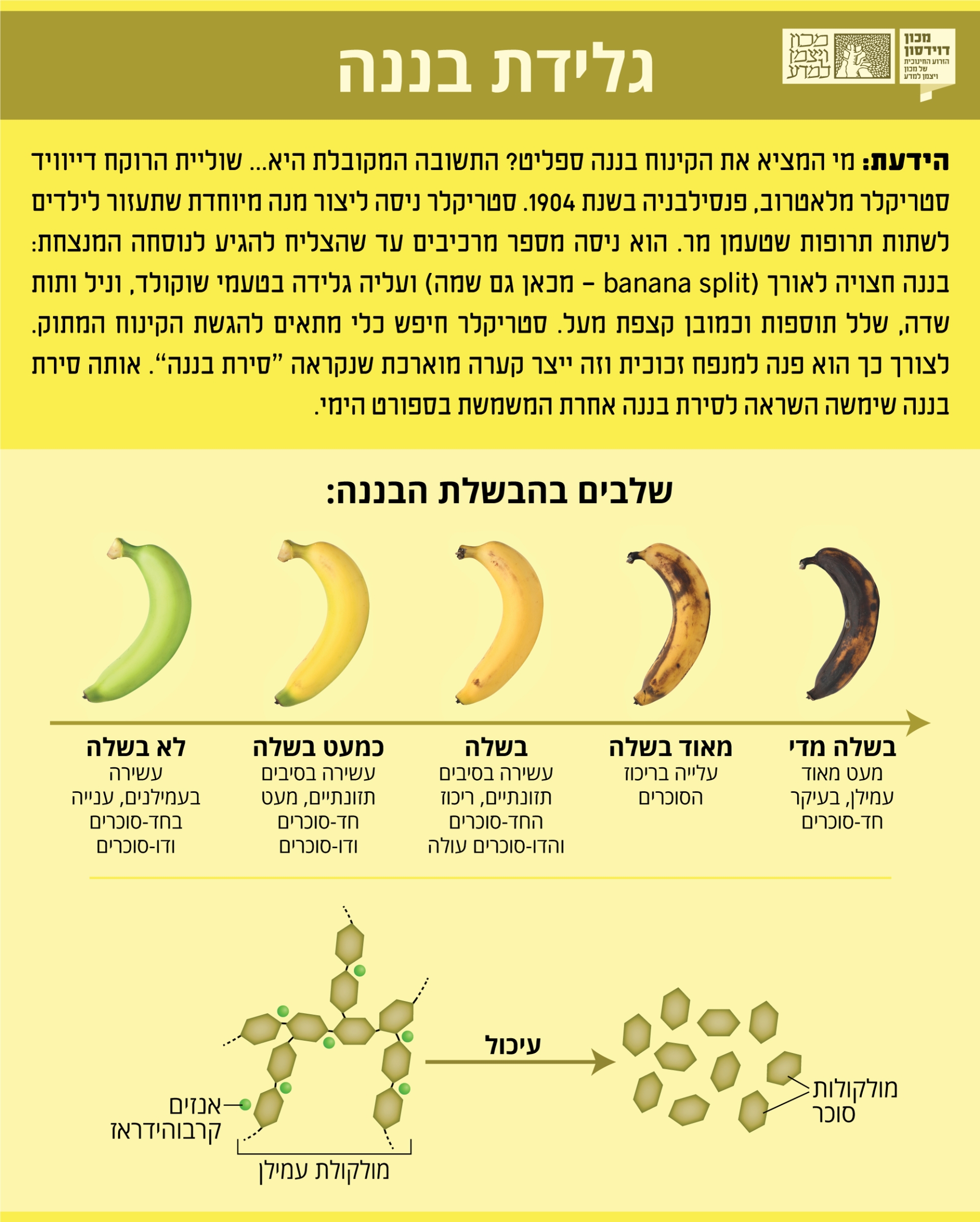 אינפוגרפיקה