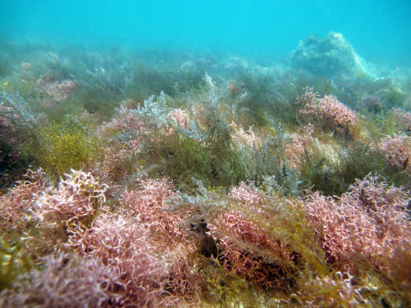 שונית אלמוגים | Laura Dts, Shutterstock