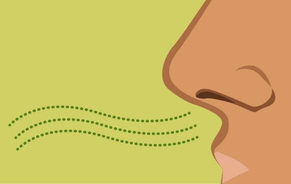 חוש הריח, אילוסטרציה | מקור: Crystal Eye Studio, Shutterstock