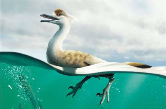 "צייד שחיין עם הרבה שיניים"