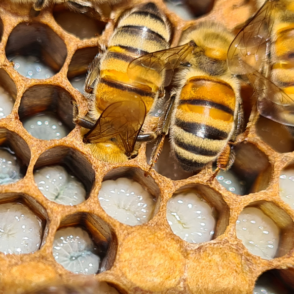 מלכת הדבורים מוקפת בפועלות