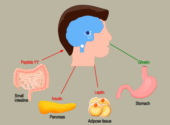 הורמונים המשתתפים במנגנון הרעב והשובע | Designua, Shutterstock