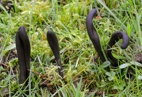 אחת מהפטריות בענף החדש