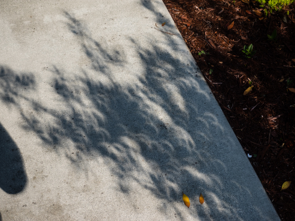 ליקוי חמה חלקי משתקף בצל של עלי עץ בצורת קשתות | צילום: Mariusz S. Jurgielewicz, Shutterstock