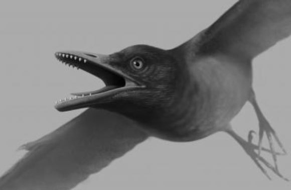 מראה משוער של הציפור הקדומה | איור: Stephanie Abramowicz
