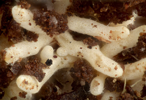 סיבי אקטומיקוריזה עוטפים שורשים של עץ אורן. Science Photo Library