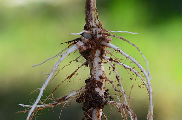 שורש של קטנייה עם פקעיות עגולות בחלקו העליון | Shutterstock, Worachat Tokaew