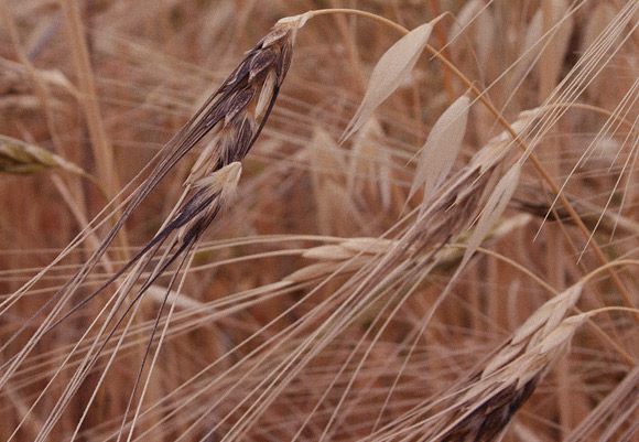 קשה יותר לקצור אותה. שיבולת מתפרקת של חיטת בר | צילום: ד"ר צבי פלג, הפקולטה לחקלאות, האוניברסיטה העברית בירושלים