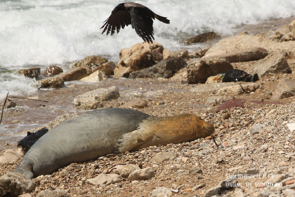 עדות חיה שמאבק למען הסביבה יכול להצליח. כלבת הים יוליה בחוף יפו | צילום: נעם לויתן, https://noamsark.org