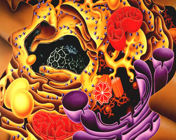The endomembrane compartment is composed of three types of organelles: The Golgi apparatus, seen in purple in the illustration, the Endoplasmic Reticulum in yellow, and the Lysosomes | Francis Leroy, Biocosmos, Science Photo Library