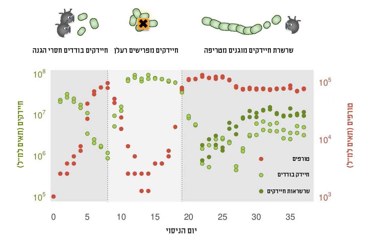 אינפוגרפיקה: