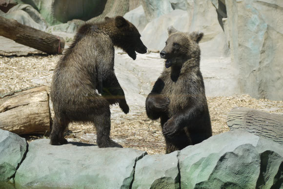 שני דובים עומדים זה מול זה | Shutterstock, EVILKA