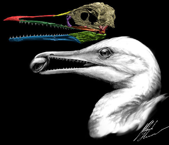 מאובן ואילוסטרציה של איכתיאורניס, עוף קדום מלפני כ-90 מיליוני שנה | Michael Hanson/Yale University