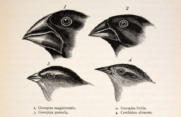 פרושי הגלפגוס הגיעו לאיים והתחלקו תוך זמן קצר יחסית ל-14 מינים, כל אחד עם מקור שמותאם לסוג המזון שלו | Paul D Stewart, Science Photo Library