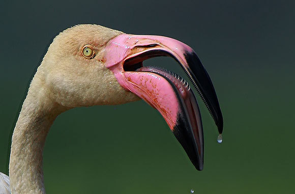מקור הפלמינגו, עם לוחיות משוננות שתפקידן לסנן את המזון | Shutterstock, Jayaraj TP