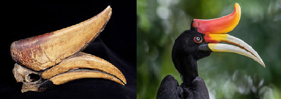 קלאו קרנפי, לצד גולגולת המראה את המקור והקסדה | Shutterstock, Jamil Bin Mat Isa, Naturalis Biodiversity Center/Wikimedia Commons,