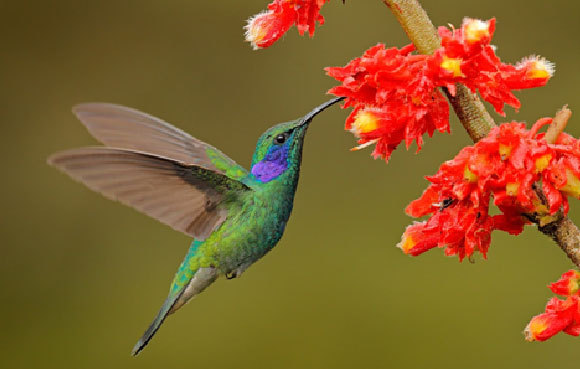 קוליברי בפעולה - לא להתבלבל עם הצופית | Shutterstock, Ondrej Prosicky