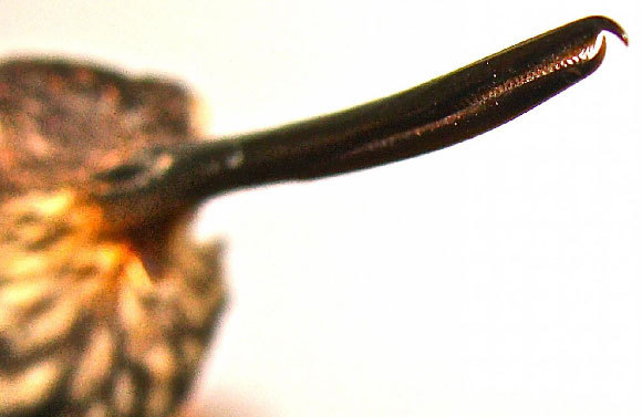 מקור של קוליברי מהמין Androdon aequatorialis | צילום: Kristiina Hurme