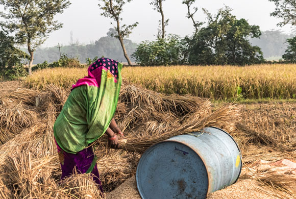 אישה הודית עובדת בשדה כשפחת חוב | Ashish_wassup6730, SPL