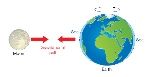 הגאות מתרחשת באזור הקרוב ביותר אל הירח ובאזור המרוחק ממנו | איור: SCIENCE PHOTO LIBRARY