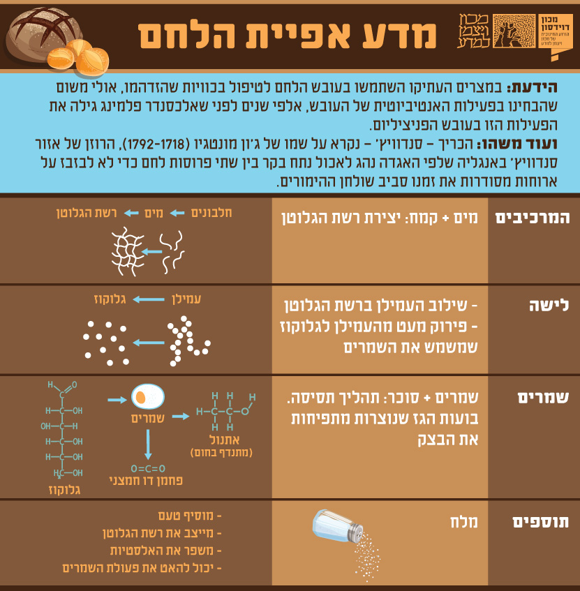 הכיכרות בדרך לתנור | צילום: דפנה מנדלר