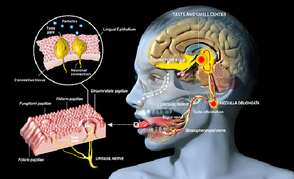 מערכת הטעם והריח | איור: Jose Antonio Penas / Science Photo Library
