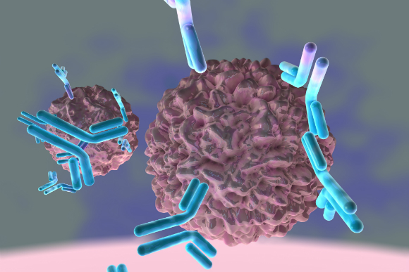 מנטרלים, מסמנים, ומפעילים מערכות הגנה משלימות. נוגדנים נצמדים לנגיפים | איור: Science Photo Library