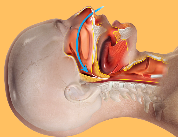 נתיב האוויר באדם נוחר | איור: CLAUS LUNAU / SCIENCE PHOTO LIBRARY