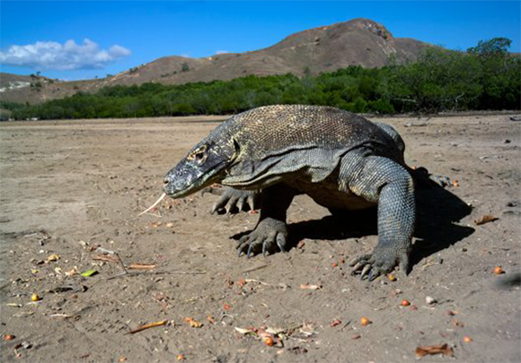 לטאת כוח קומודו | Peter Scoones, Science Photo Library