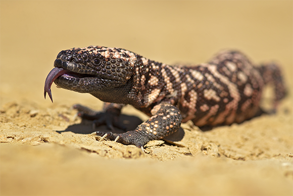 לטאת הלודרמה מרירית | Shutterstock, Milan Zygmunt