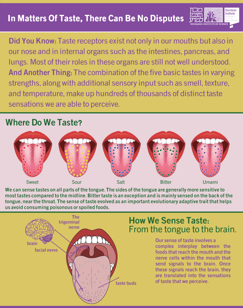 **אינפוגרפיקה: איך חשים טעם