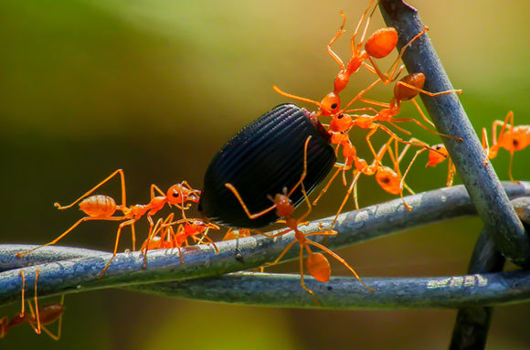 הנמלים שלמדו את הדרך בטוחות בה גם כשהן צועדות לאחור עם משאן. שיתוף פעולה בסחיבת מזון לקן | צילום: ka pong26, Shutterstock